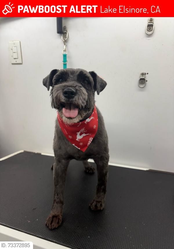 Lost Male Dog last seen Canyon Hills area in Lake Elsinore, Lake Elsinore, CA 92532