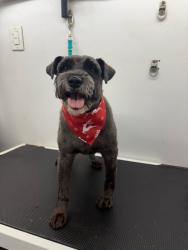 Lost Male Dog last seen Canyon Hills area in Lake Elsinore, Lake Elsinore, CA 92532