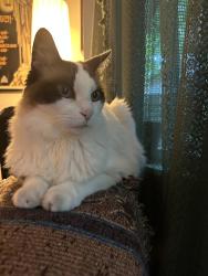 Lost Male Cat last seen Rio Montana and Piedmont Road near canton rd, Marietta, GA 30066