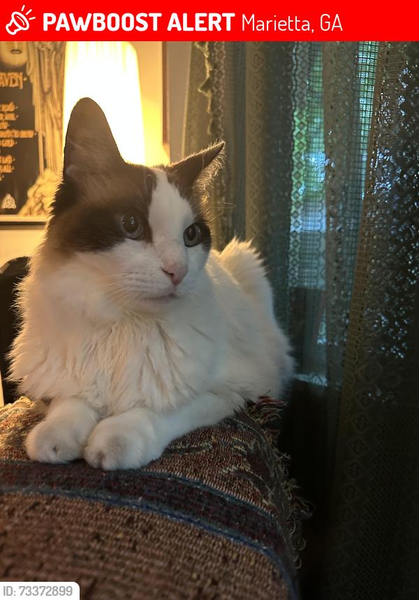 Lost Male Cat last seen Rio Montana and Piedmont Road near canton rd, Marietta, GA 30066