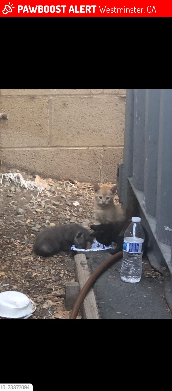 Lost Unknown Cat last seen Westminster Blvd., Westminster, CA 92683