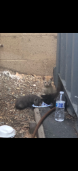 Lost Unknown Cat last seen Westminster Blvd., Westminster, CA 92683