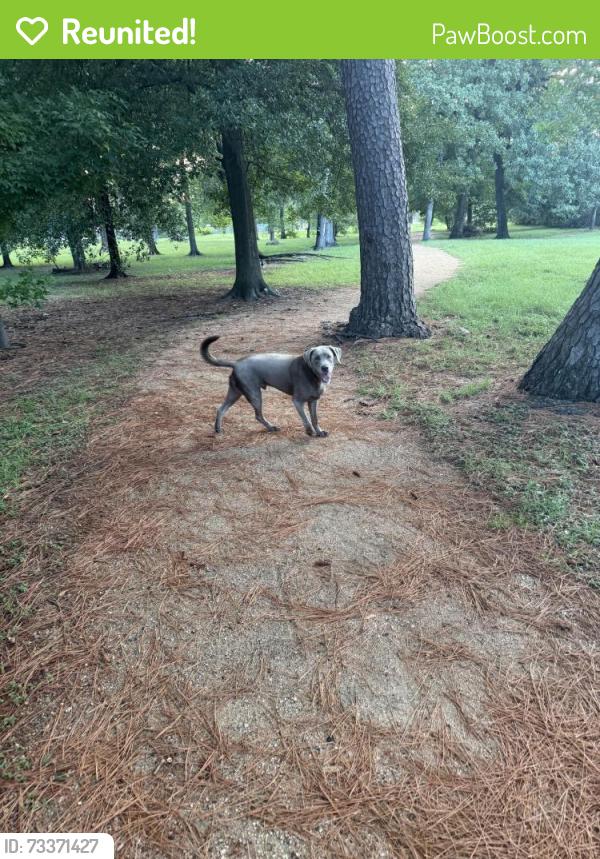 Reunited Male Dog last seen Brinkman and Oak St, Houston, TX 77018