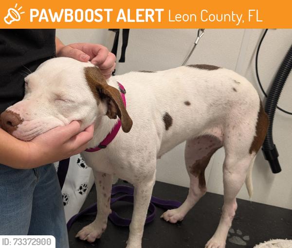 Found/Stray Female Dog last seen Old Magnolia and Rococo, Leon County, FL 32309