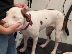 Found/Stray Female Dog last seen Old Magnolia and Rococo, Leon County, FL 32309