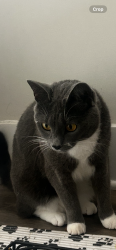 Found/Stray Female Cat last seen Pompano beach, Pompano Beach, FL 33060