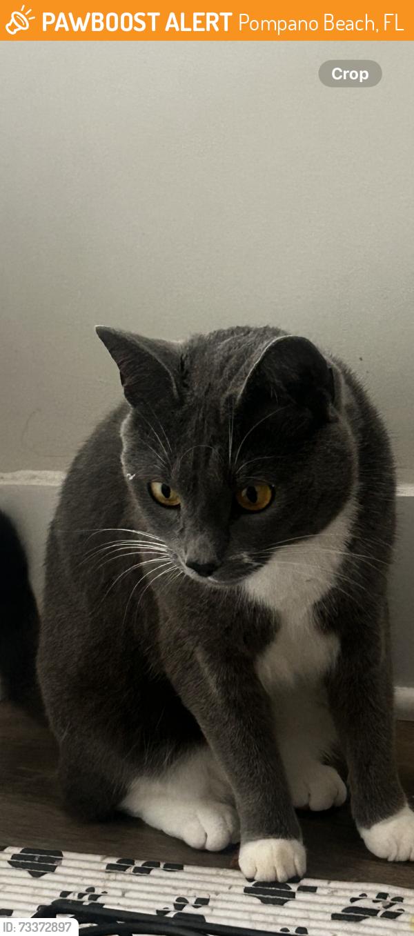 Found/Stray Female Cat last seen Pompano beach, Pompano Beach, FL 33060