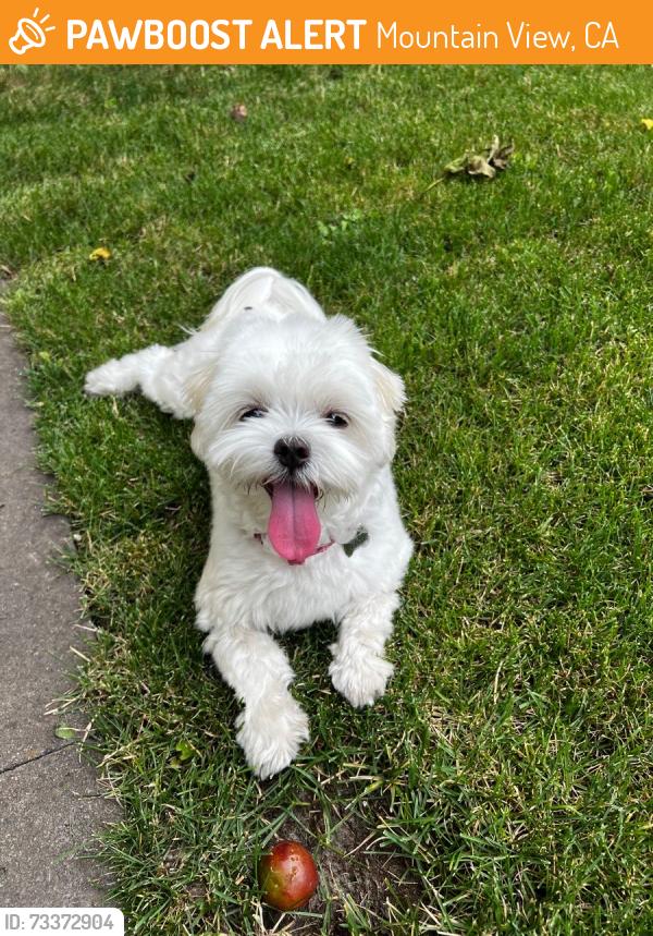 Found/Stray Male Dog last seen Googleplex, Mountain View, CA 94043