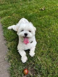 Found/Stray Male Dog last seen Googleplex, Mountain View, CA 94043