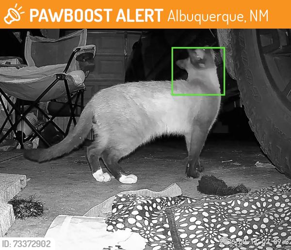 Found/Stray Male Cat last seen 8th and Menaul, Albuquerque, NM 87107