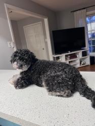 Lost Male Dog last seen Near Amity pl, Charlotte, NC 28212