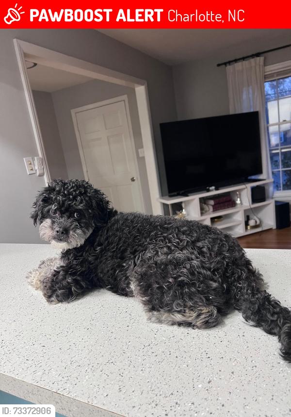 Lost Male Dog last seen Near Amity pl, Charlotte, NC 28212