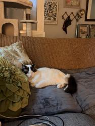 Lost Male Cat last seen Hacienda Ct and Alemeda Dr, Marietta, GA 30066