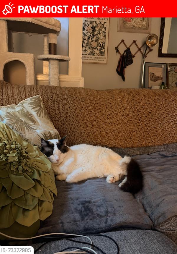 Lost Male Cat last seen Hacienda Ct and Alemeda Dr, Marietta, GA 30066