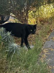 Found/Stray Unknown Cat last seen G, Union City, CA 94587