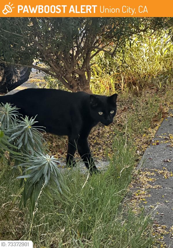 Found/Stray Unknown Cat last seen G, Union City, CA 94587