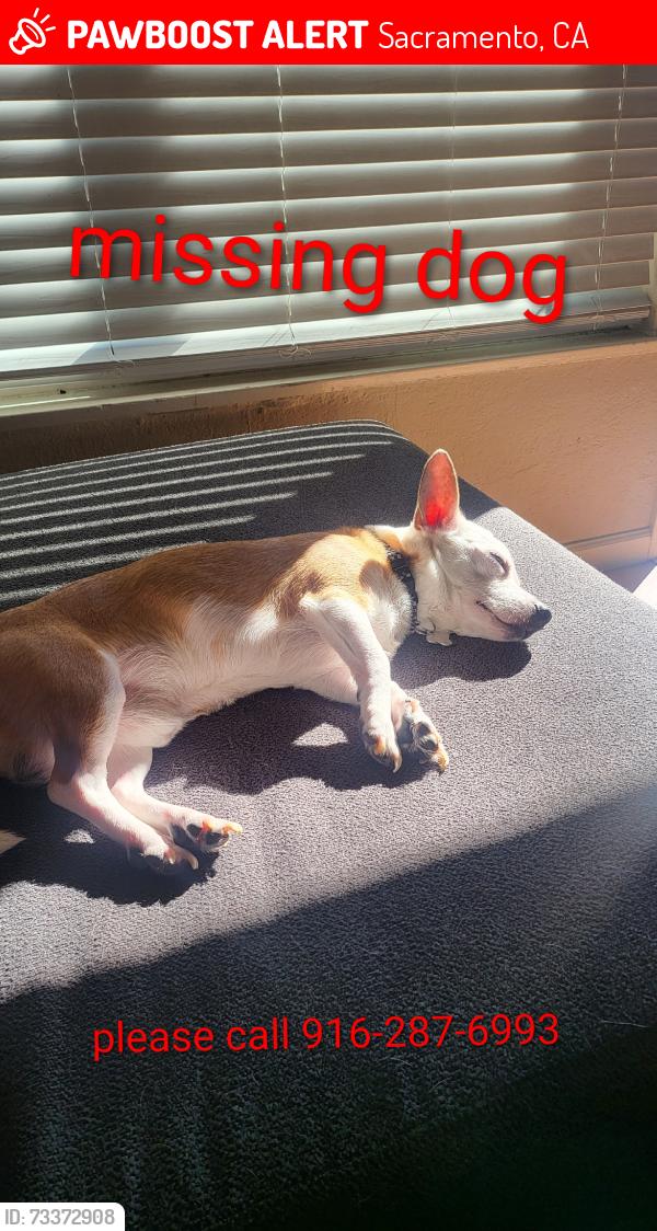 Lost Male Dog last seen Hampton Dr, Northrop ave, Sacramento, CA 95864