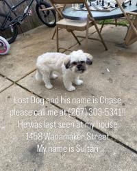 Lost Male Dog last seen 58th and Media Street, Philadelphia, PA 19131