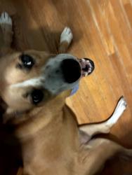 Reunited Female Dog last seen Johnston blvd, Asheville, NC 28806