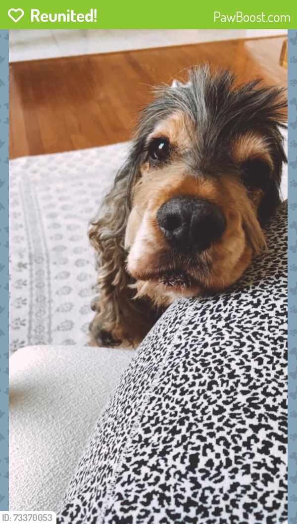 Reunited Male Dog last seen Vineyardand dada, Gurnee, IL 60031