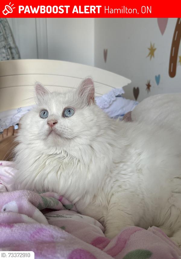 Lost Male Cat last seen Main st and Barton, Hamilton, ON 