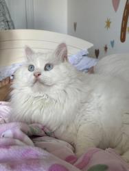 Lost Male Cat last seen Main st and Barton, Hamilton, ON 