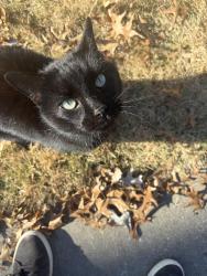 Lost Female Cat last seen 92nd and Mission, Leawood, KS 66206