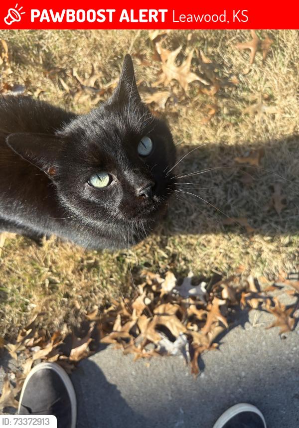 Lost Female Cat last seen 92nd and Mission, Leawood, KS 66206