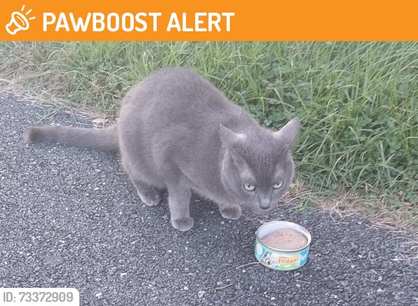Found/Stray Female Cat last seen Bradbury Road in Coventry, New Castle County, DE 19720