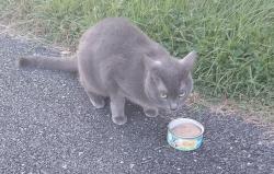Found/Stray Female Cat last seen Bradbury Road in Coventry, New Castle County, DE 19720