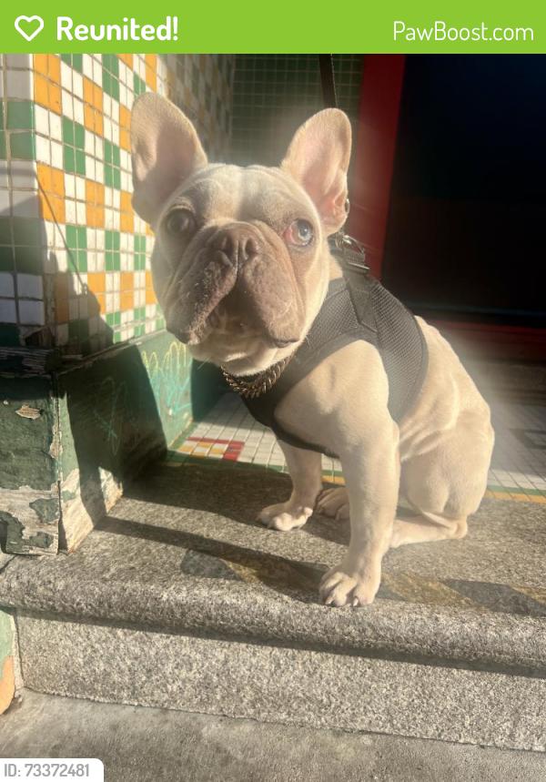 Reunited Female Dog last seen Hyde & Post, San Francisco, CA 94109