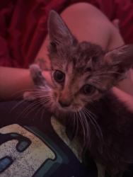 Lost Female Cat last seen Lydia Ct, Fontana, CA 92335