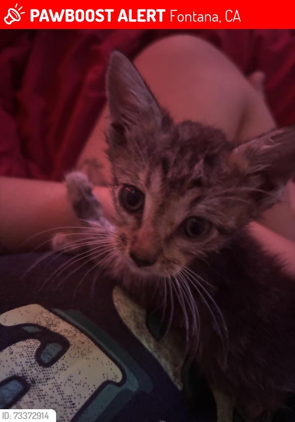 Lost Female Cat last seen Lydia Ct, Fontana, CA 92335