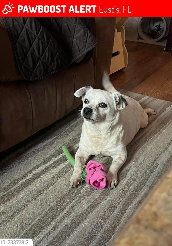 Lost Male Dog last seen 44a and Calhoun Rd, Eustis, FL 32736
