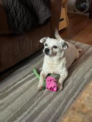 Lost Male Dog last seen 44a and Calhoun Rd, Eustis, FL 32736