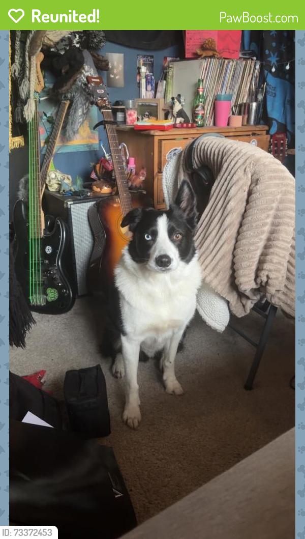 Reunited Male Dog last seen Coxed Farm Road, Outwood Farm Road, Southend Road, Essex, England 