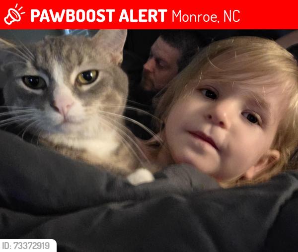 Lost Male Cat last seen Cruz Bay and Kiddle Ln, Monroe, NC 28110