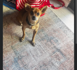 Reunited Female Dog last seen Near Fulton blvd, Sacramento, CA 95825