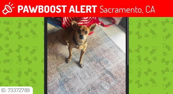 Lost Female Dog last seen Near Fulton blvd, Sacramento, CA 95825
