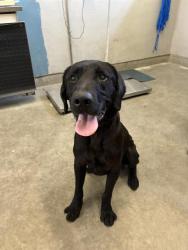 Shelter Stray Male Dog last seen , 600 Aviation Dr, Camarillo, CA 93010, USA