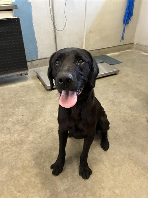 Shelter Stray Male Dog last seen , 600 Aviation Dr, Camarillo, CA 93010, USA