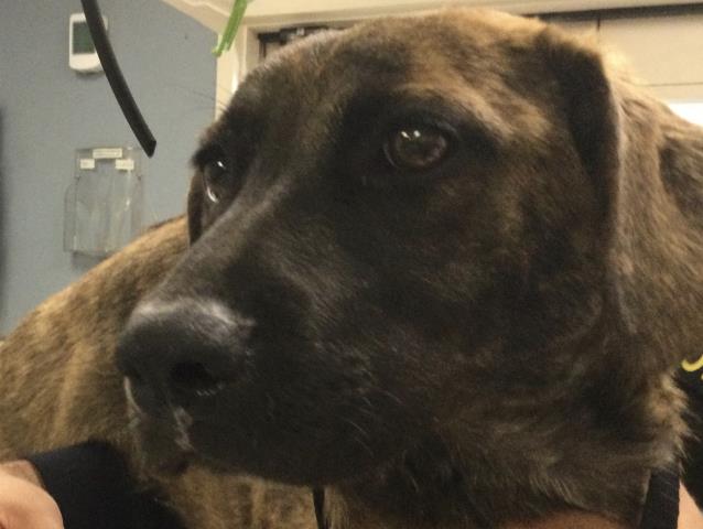 Shelter Stray Female Dog last seen Near BLOCK HERMOSA DR, RIVERSIDE, CA, 6851 Van Buren Boulevard, Jurupa Valley, CA 92509, USA