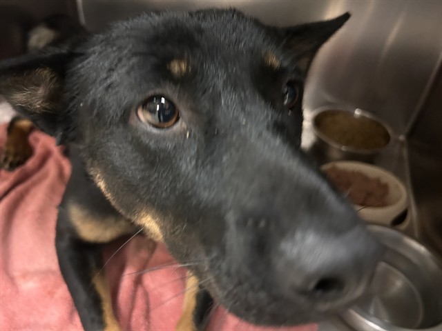 Shelter Stray Female Dog last seen Near BLOCK 60TH ST, JURUPA VALLEY CA 91752, 6851 Van Buren Boulevard, Jurupa Valley, CA 92509, USA