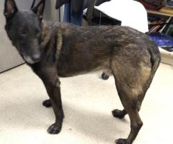 Shelter Stray Male Dog last seen Near BLOCK ESTELLE ST, CORONA, CA, 6851 Van Buren Boulevard, Jurupa Valley, CA 92509, USA