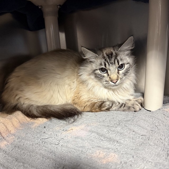 Shelter Stray Female Cat last seen WEBSTER AND TAYLOR, 1590 Fortmann Way, Alameda, CA 94501, USA