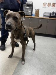 Shelter Stray Male Dog last seen , 14409 Vanowen St, Van Nuys, CA 91405, USA