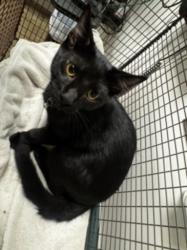 Shelter Stray Male Cat last seen , 14409 Vanowen St, Van Nuys, CA 91405, USA