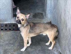 Shelter Stray Male Dog last seen , West Valley Animal Shelter, 20655 Plummer St, Chatsworth, CA 91311, USA