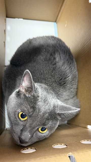 Shelter Stray Female Cat last seen Near BLOCK ALLPORT RD, 2020 Forest St, Jacksonville, FL 32204, USA