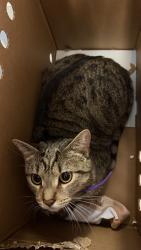 Shelter Stray Female Cat last seen Near BLOCK ALLPORT RD, 2020 Forest St, Jacksonville, FL 32204, USA